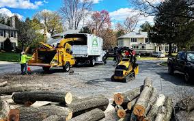 How Our Tree Care Process Works  in  Roundup, MT