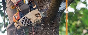 Best Stump Grinding and Removal  in Roundup, MT
