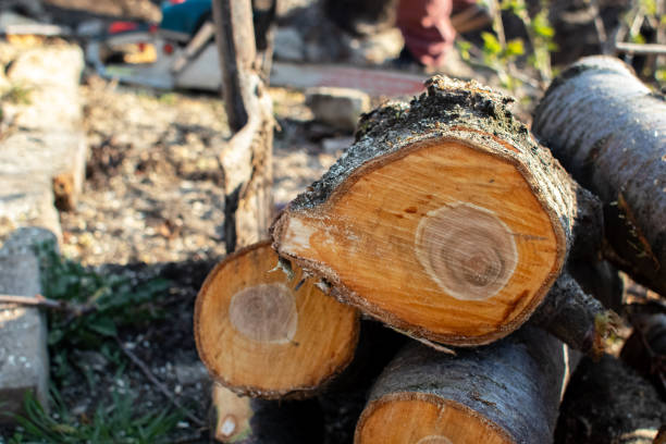 Best Arborist Consultation Services  in Roundup, MT