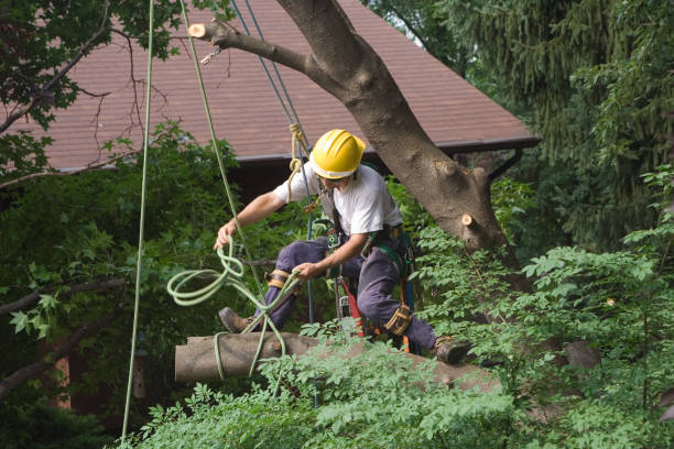 Best Tree Risk Assessment  in Roundup, MT