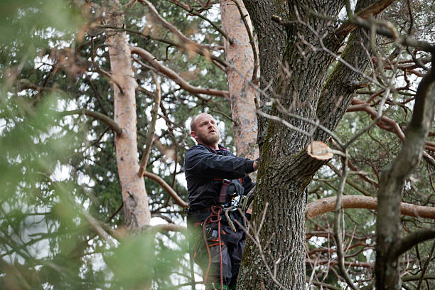 Trusted Roundup, MT Tree Care Experts