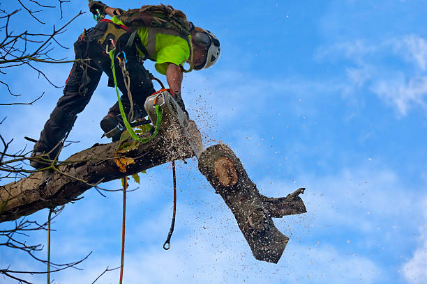 Best Commercial Tree Services  in Roundup, MT